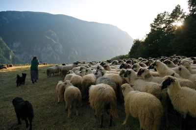 Flock of sheep on field against sky