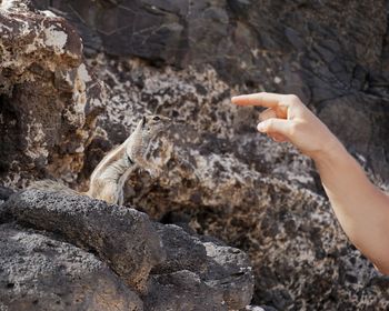 Cropped hand of person pointing towards squirrel sitting on rock