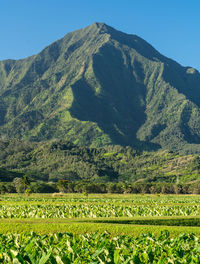 Scenic view of agricultural field