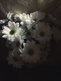 Close-up of white daisy flowers