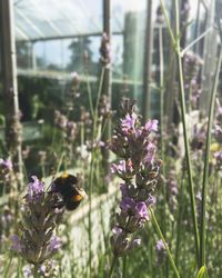 Close-up of bee on purple flowers