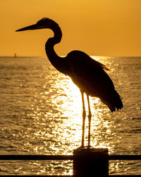 Seagull on a sea during sunset