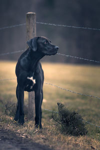 Close-up of dog on field against sky