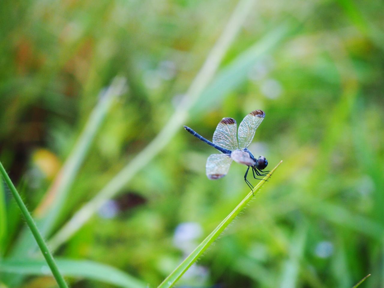 insect, animal themes, one animal, animals in the wild, nature, focus on foreground, animal wildlife, close-up, no people, beauty in nature, outdoors, winged, day, butterfly - insect, damselfly, perching