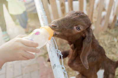 Close-up of hand feeding goat