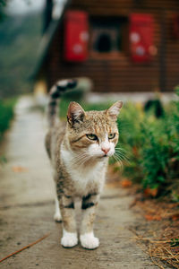 Close-up of cat