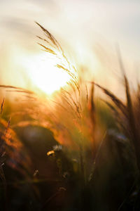 Close-up of crops against sky during sunset