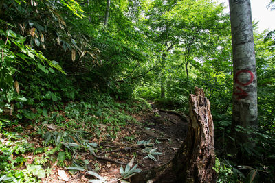 Trees in forest