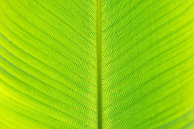 Full frame shot of palm leaf