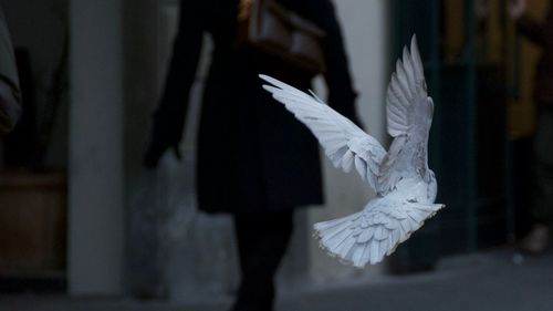 Close-up of bird flying