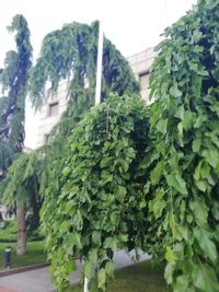 Close-up of plants growing in city against sky