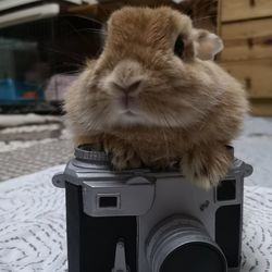 Close-up of cat looking at camera