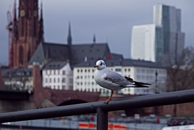 Close-up of seagull perching on railing in frankfurt / germany 