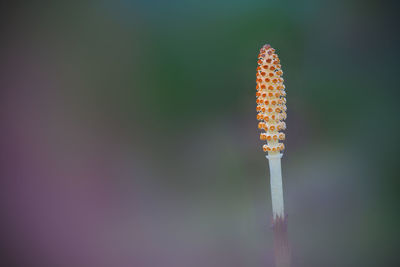 Close-up of fresh flower bud