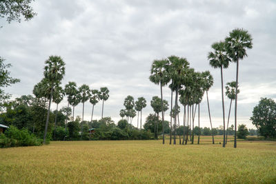 Palm trees growing on field against sky in bagan region
