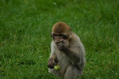 Monkey sitting on grass