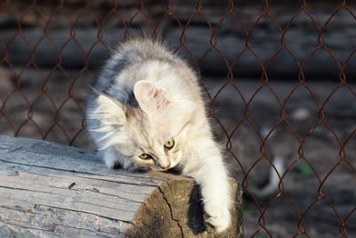 Cat lying on chainlink fence