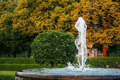 Trees in park during autumn