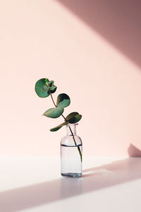 One small sprig of eucalyptus in vase of water in sunlight. vertical photo.