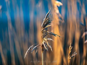 Close-up of stalks in wheat field