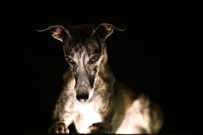 Close-up portrait of dog against black background