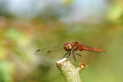 Close-up of dragonfly on plant