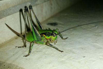 Close-up of insect