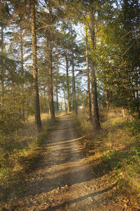 Trail along trees in forest