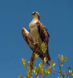 Low angle view of bird against clear blue sky