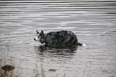 Dog swimming in lake