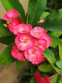 Close-up of pink flowering plant