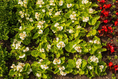 High angle view of white flowering plants