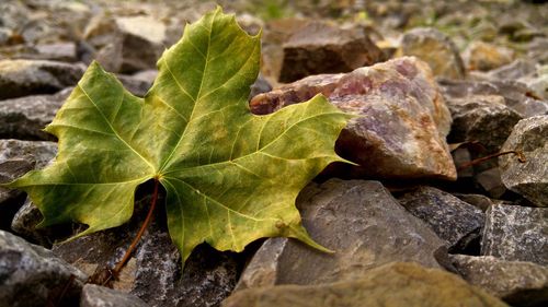 Close-up of maple leaf on rocks