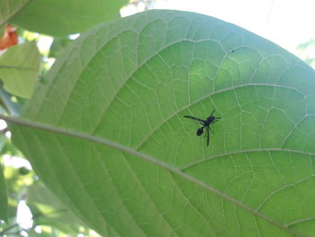 Close-up of insect on leaf