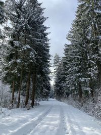 Snow covered pine trees against sky during winter