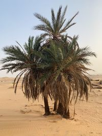 Palm trees on beach against sky