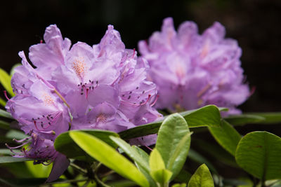 Close-up of purple flowering plant