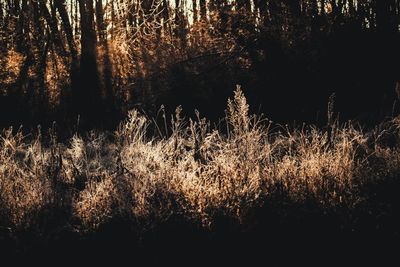 Firework display in forest