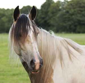 Close-up of horse standing on field