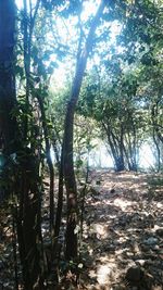 Sunlight streaming through trees in forest