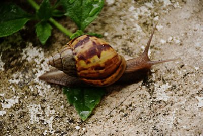 High angle view of snail