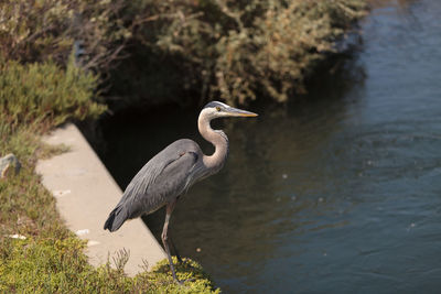 Side view of great blue heron by lake