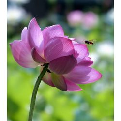 Close-up of bee on pink flower