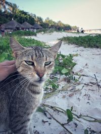 Portrait of tabby cat