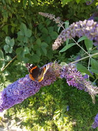 Close-up of butterfly pollinating on purple flower