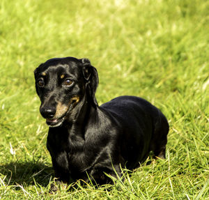 Black dog looking away on grass