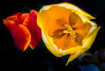 Close-up of yellow flower