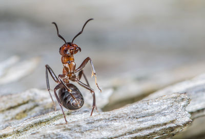 An ant sits on an old tree trunk