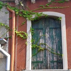 Ivy growing on house