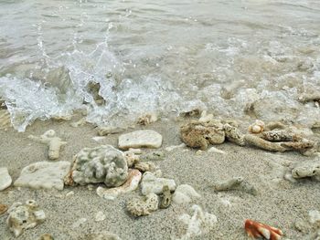 High angle view of crab at beach